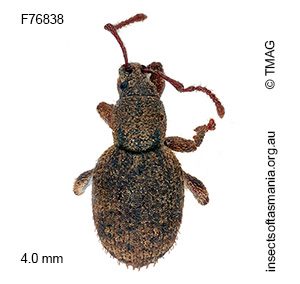 Merimnetes decipiens