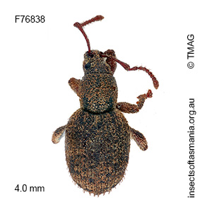 Merimnetes decipiens