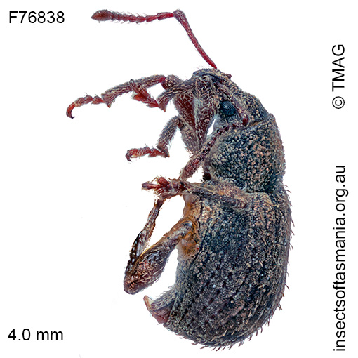 Merimnetes-decipiens_a Merimnetes decipiens