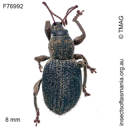 Merimnetes montanus