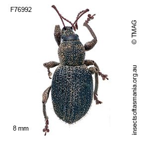 Merimnetes montanus