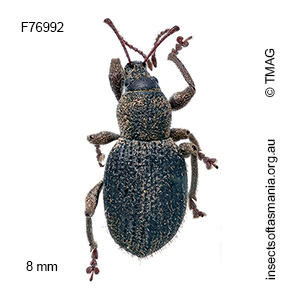 Merimnetes montanus