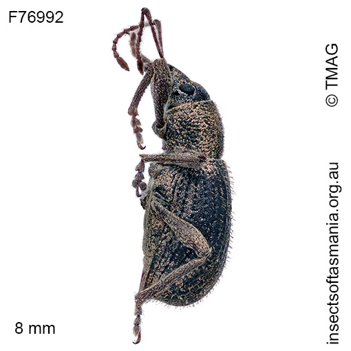 Merimnetes montanus