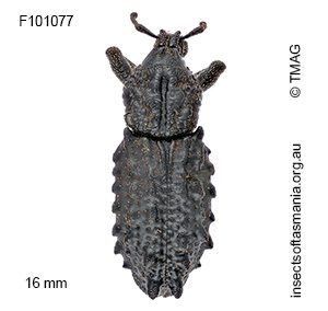 Mythites tuberculatus