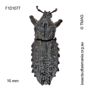 Mythites tuberculatus