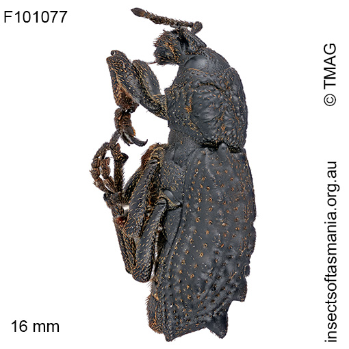 Mythites tuberculatus
