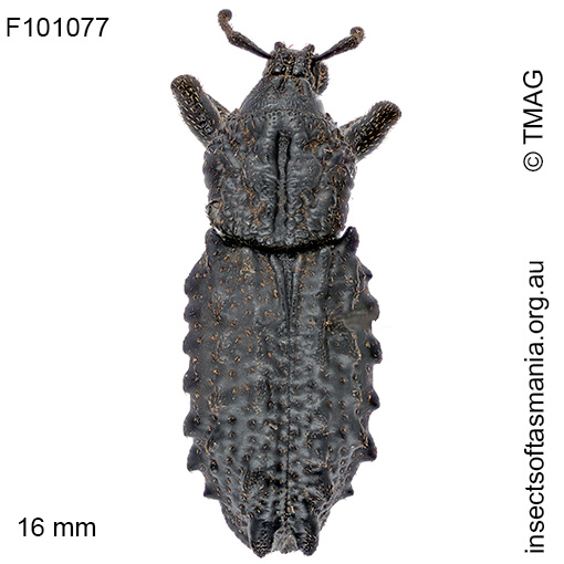 Mythites tuberculatus