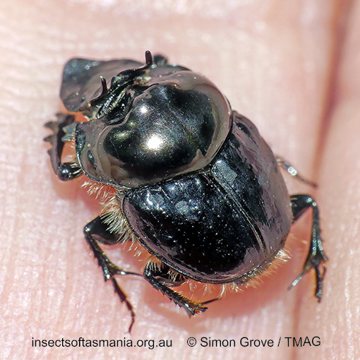 Onthophagus australis