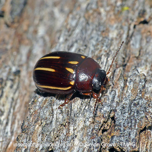 Paropsisterna lineata
