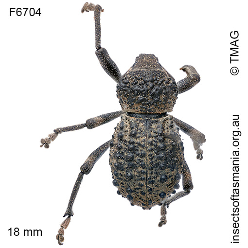 Psapharus infaustus