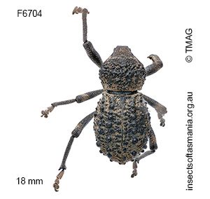 Psapharus infaustus