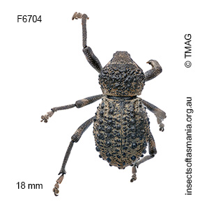 Psapharus infaustus
