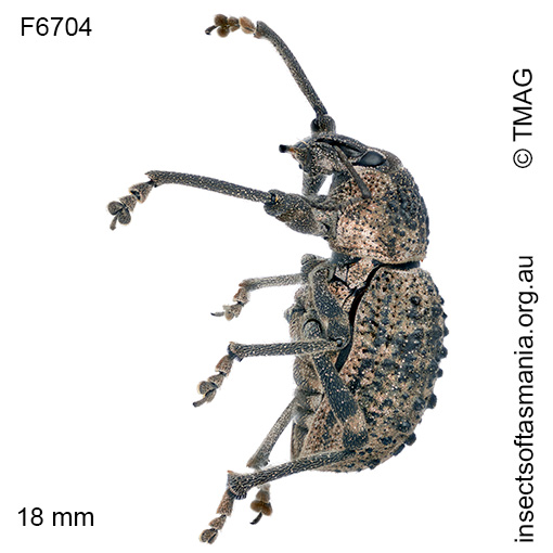 Psapharus infaustus