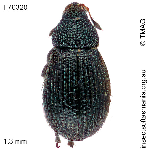 Rhamphus acaciae