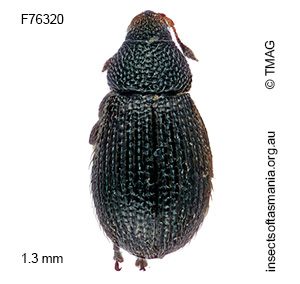 Rhamphus acaciae