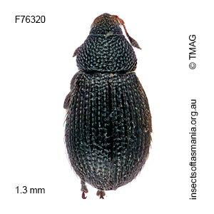 Rhamphus acaciae
