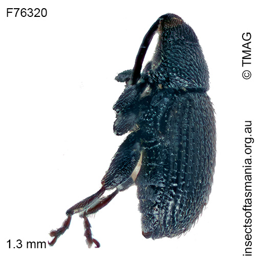 Rhamphus acaciae