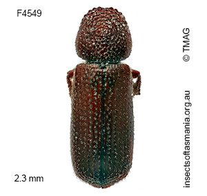 Rhyzopertha dominica