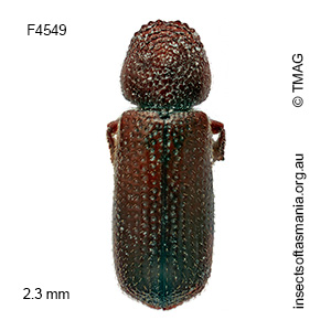 Rhyzopertha dominica