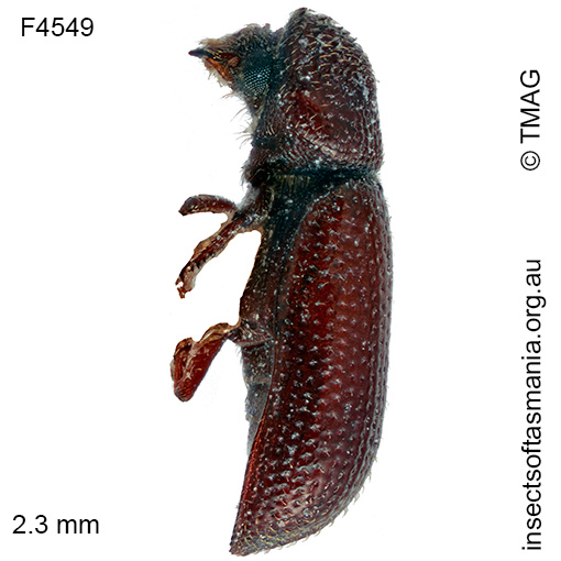 Rhyzopertha-dominica_a Rhyzopertha dominica