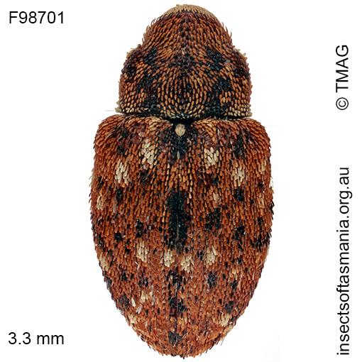 Storeus albosignatus