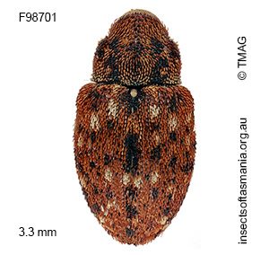 Storeus albosignatus