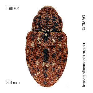 Storeus albosignatus