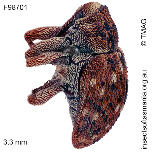 Storeus albosignatus