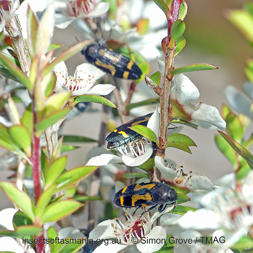 Castiarina flavopicta