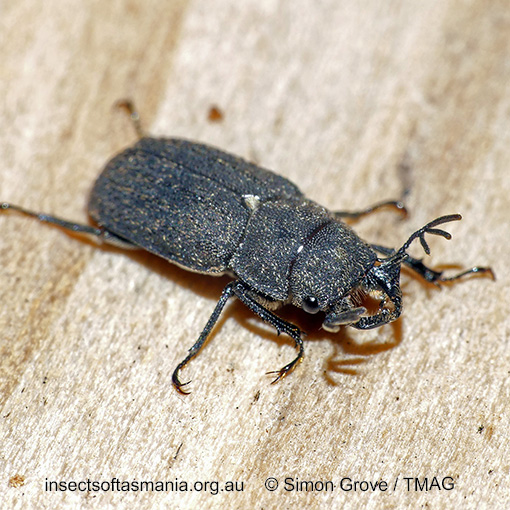Ceratognathus niger