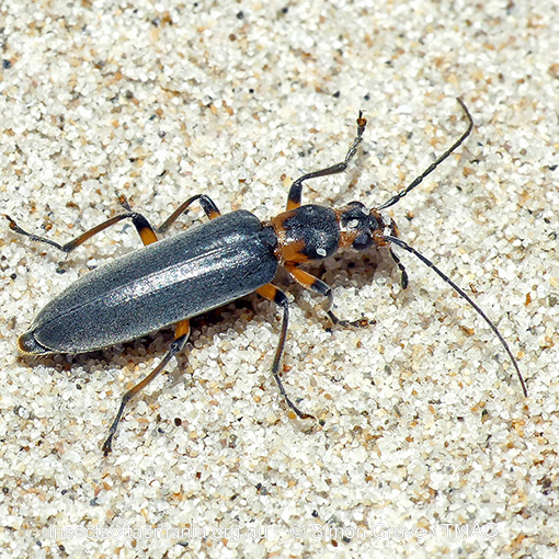 Copidita maritima