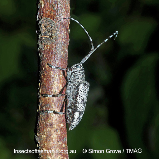 Disterna canosa