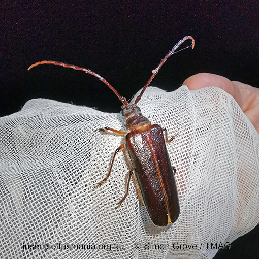 Enneaphyllus aeneipennis