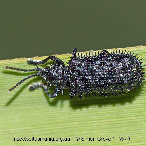 Hispellinus-fimbriatus_c Hispellinus fimbriatus
