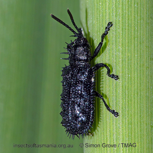 Hispellinus-fimbriatus_d Hispellinus fimbriatus