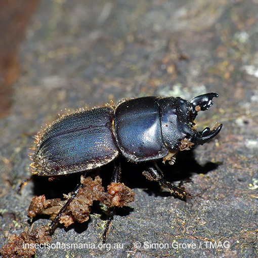 Lissotes-obtusatus_a Lissotes obtusatus