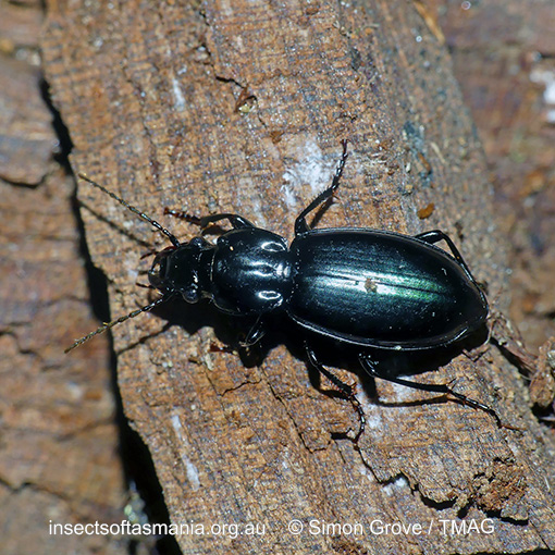 Notonomus chalybaeus