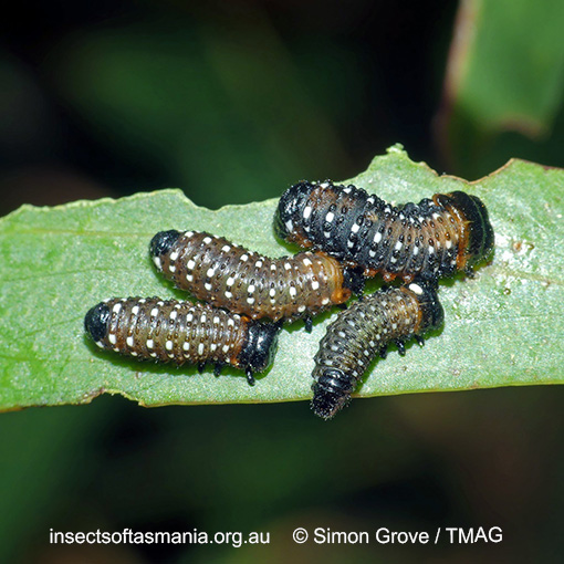 Paropsis tasmanica