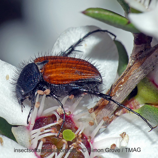 Phyllotocus-erythropterus_a Phyllotocus erythropterus