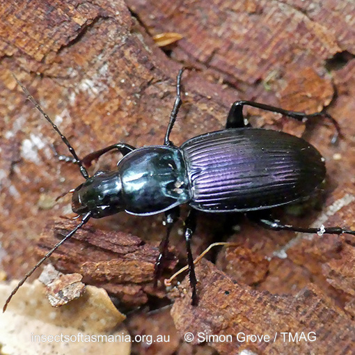 Rhabdotus floridus