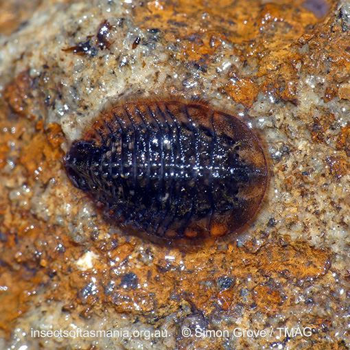 Sclerocyphon-secretus_a Sclerocyphon secretus