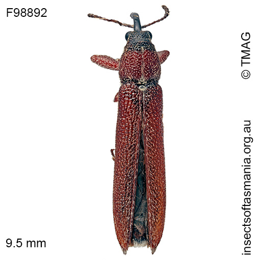 Stenobelus tibialis