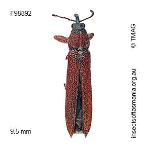 Stenobelus tibialis