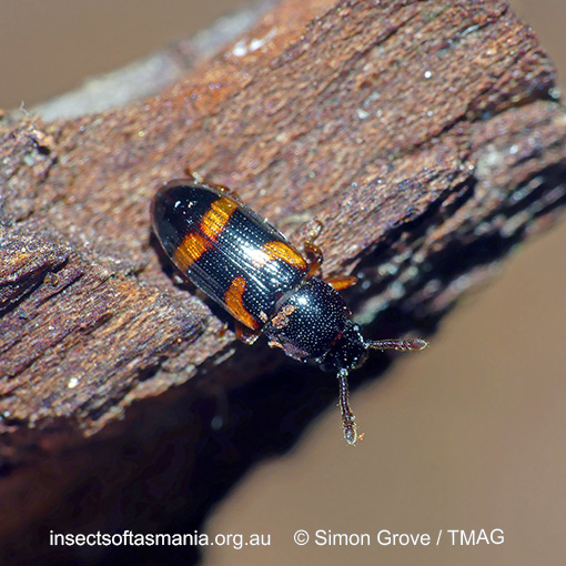 Thallis femoralis