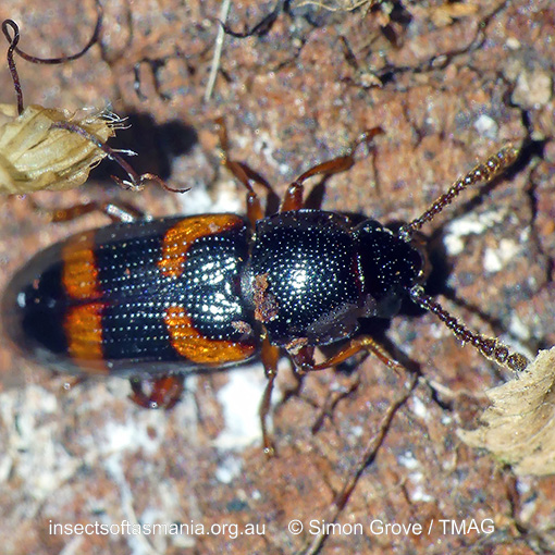 Thallis femoralis