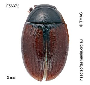 Cercyon haemorrhoidalis