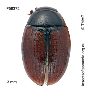 Cercyon haemorrhoidalis