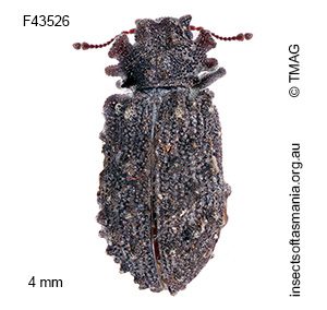Ablabus tuberculatus