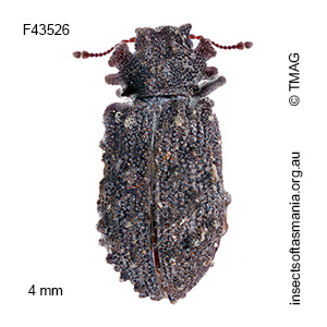 Ablabus tuberculatus
