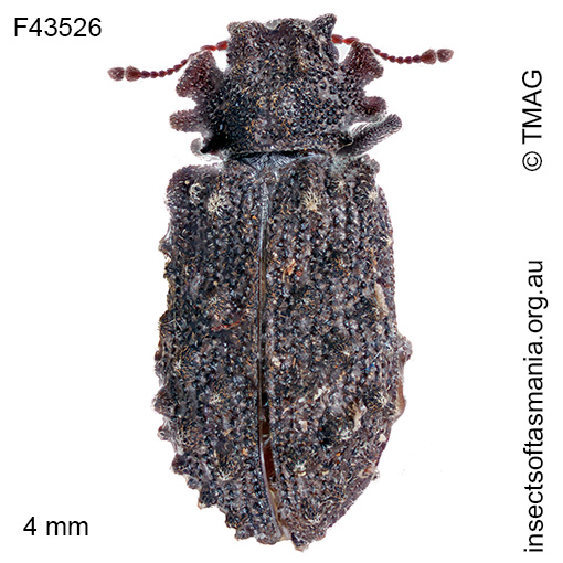 Ablabus tuberculatus